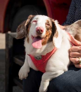 Dog portrait photo for Firehouse promotion.