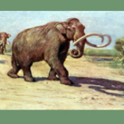 Paleo Museum: See What Roamed Ruskin