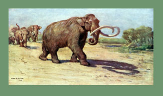 Paleo Museum: See What Roamed Ruskin