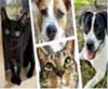 Care Animal Shelter animals